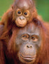Monkey with Little Baby